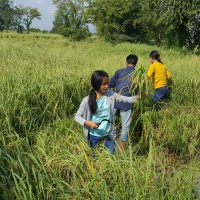 Rice harvest at the organic farm in Battambang