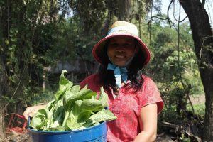 Malineat: Bamboo shoots in Banteay Meanchey