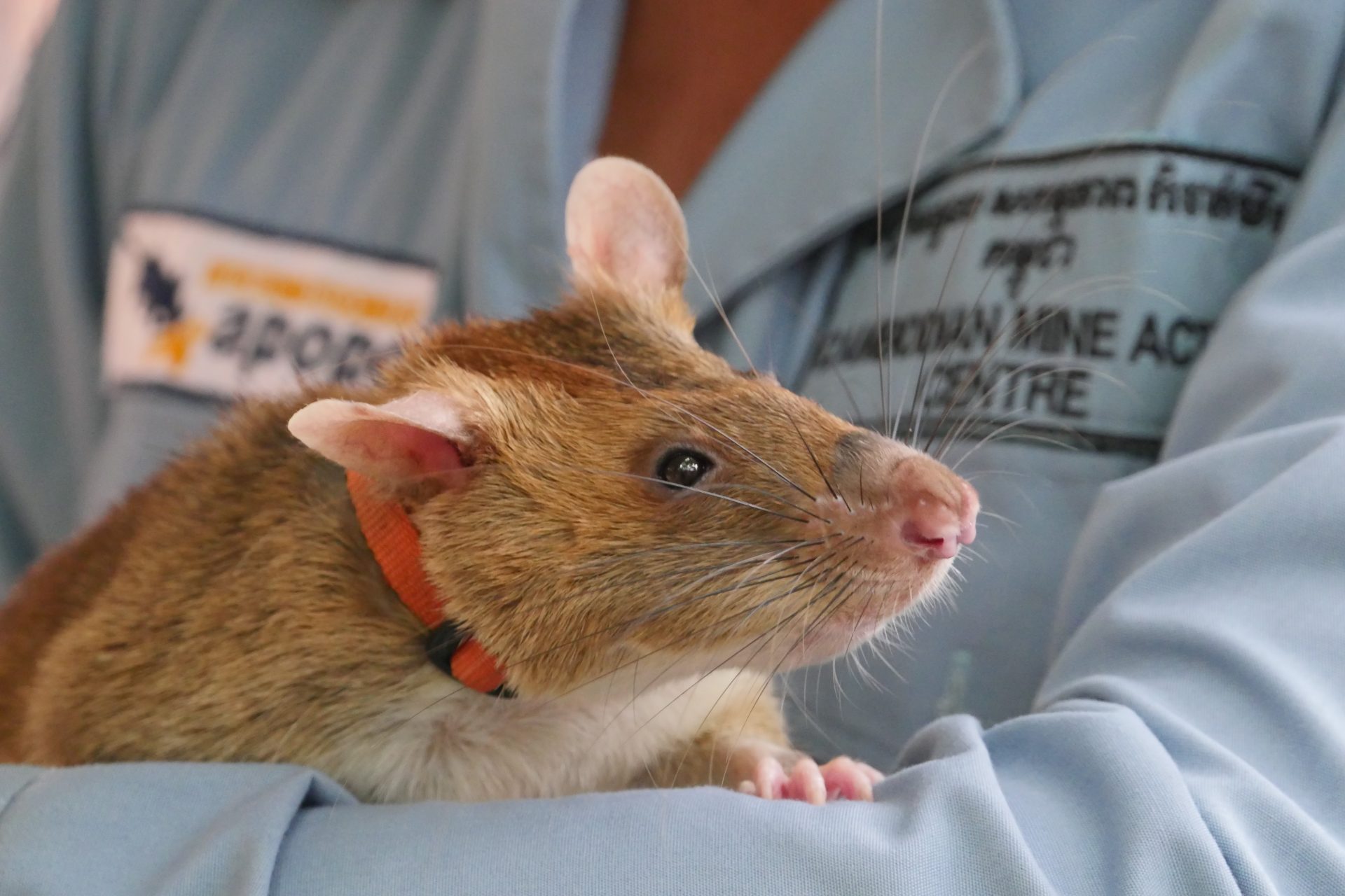Seim Reip Rats Stay longer: Things to do in Siem Reap - Dine With The Locals