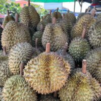 Durian fruits at a vendors cart in Siem Reap