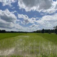 The rainy season in Cambodia is also a green season